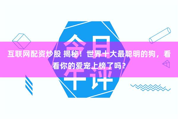 互联网配资炒股 揭秘！世界十大最聪明的狗，看看你的爱宠上榜了吗？